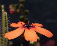 květ Drosera callistos